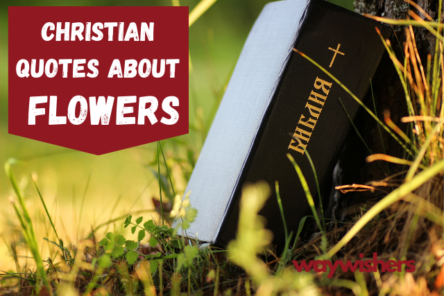 135+ Christian Quotes About Flowers